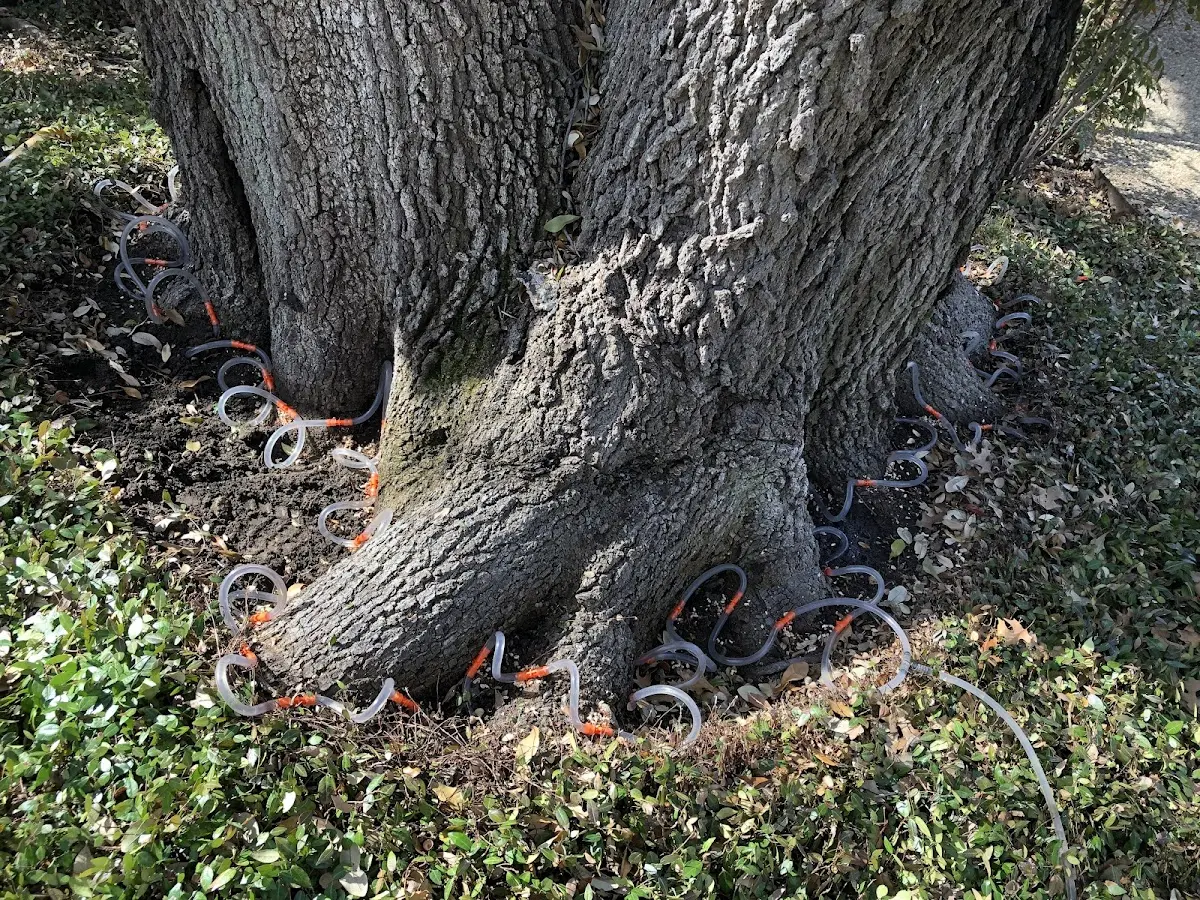 Detailed Tree Cabling and Bracing job site in Colesburg