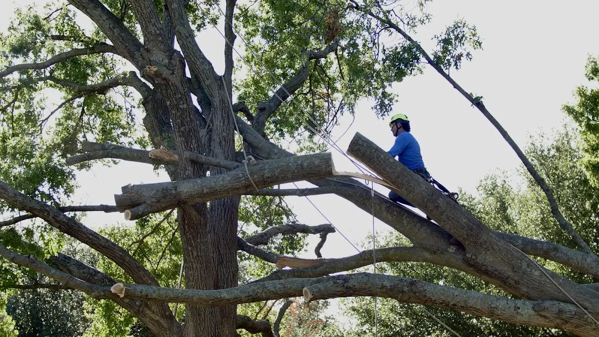 Professional Crown Thinning performed by certified arborists in Colesburg