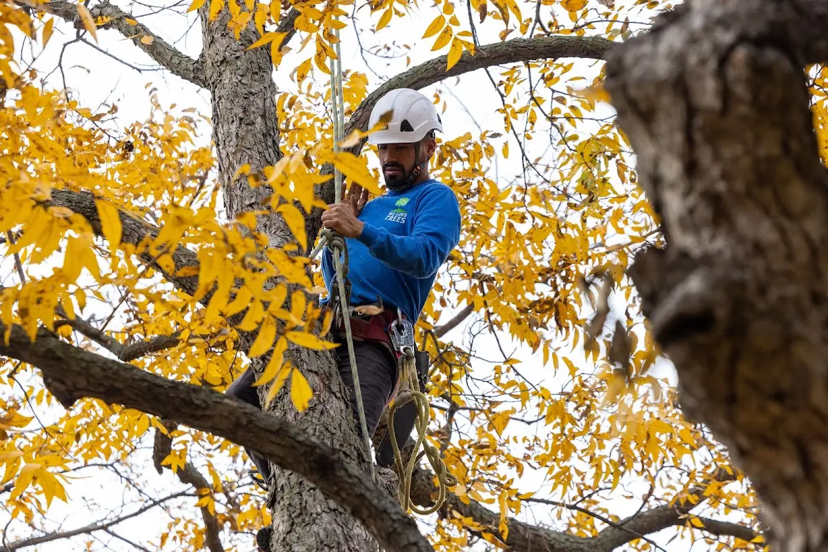 Skilled Tree Pruning crew working in Colesburg