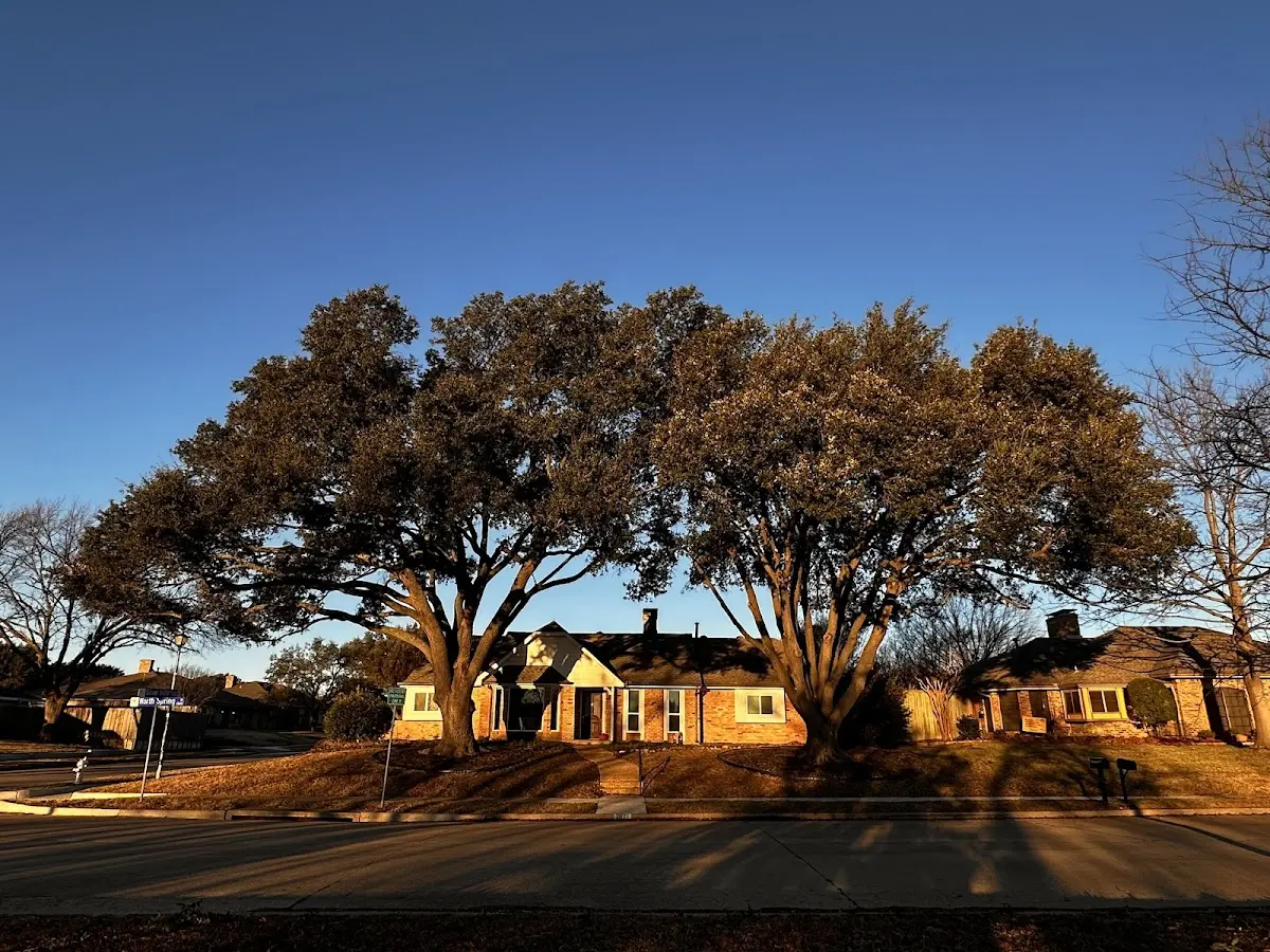 Established residential canopy tree shading a home in Colesburg