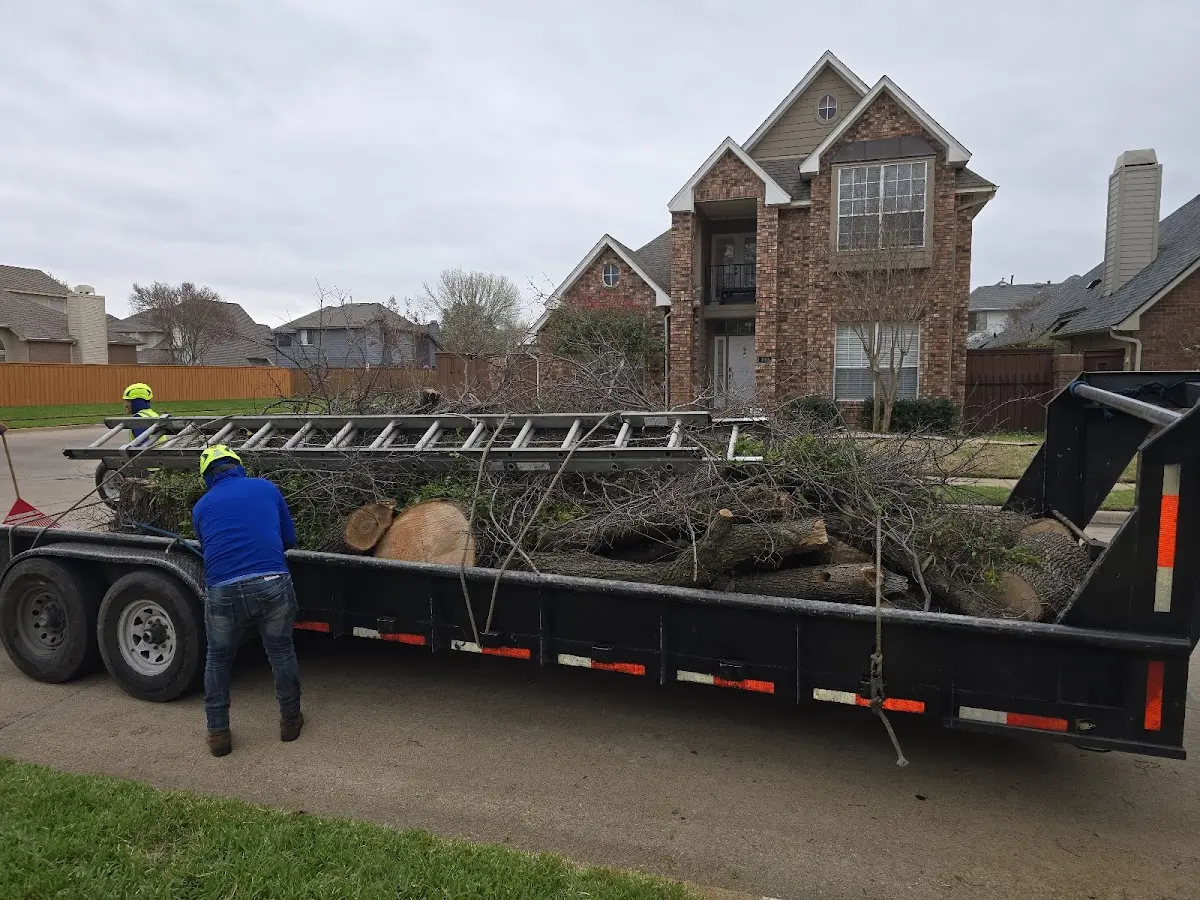 Expert Tree Removal with proper safety equipment in Colesburg
